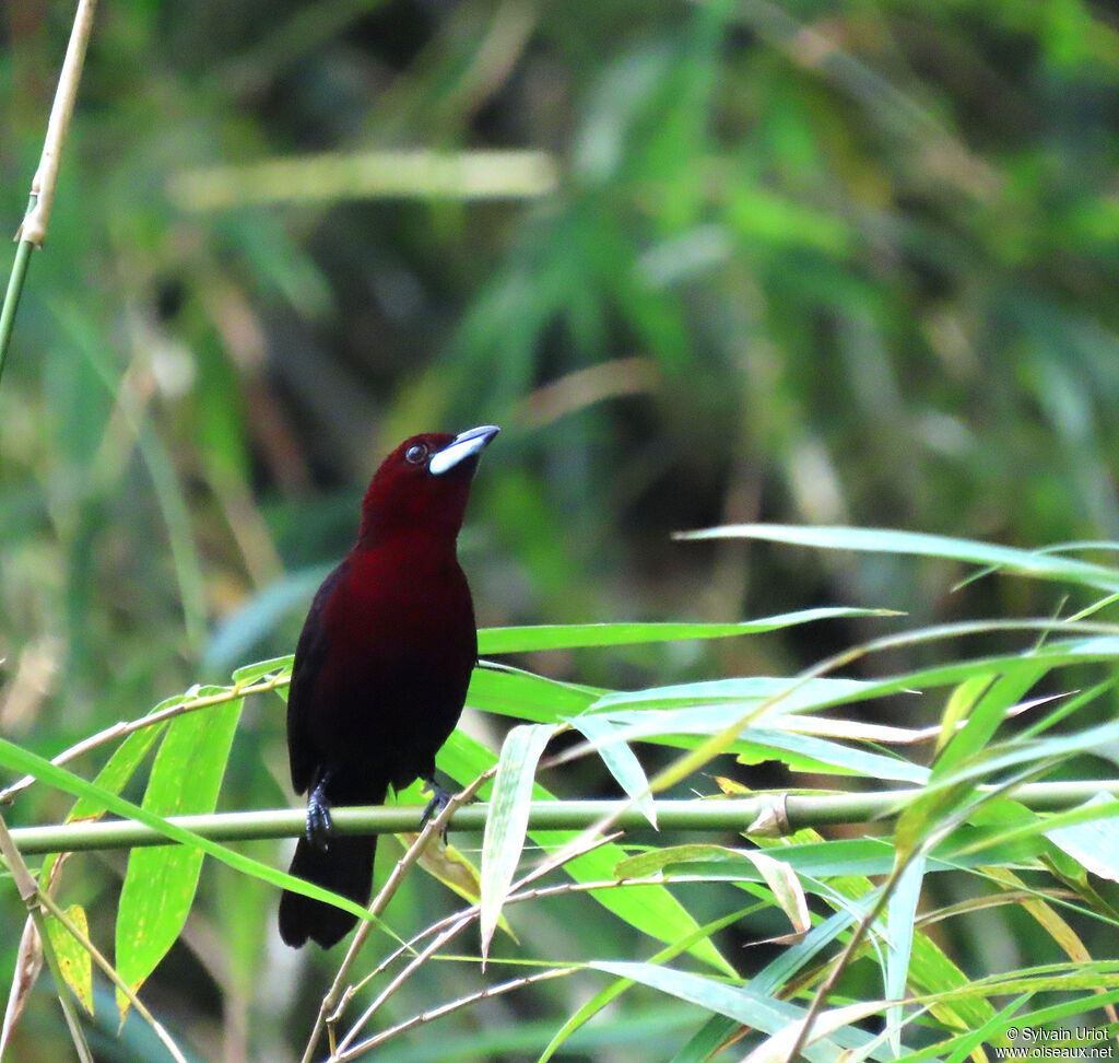 Silver-beaked Tanager male adult