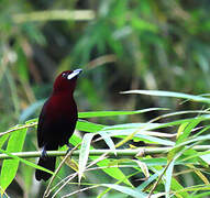 Silver-beaked Tanager