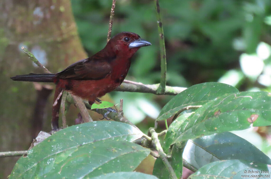 Silver-beaked Tanager female adult