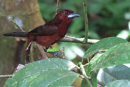 Silver-beaked Tanager