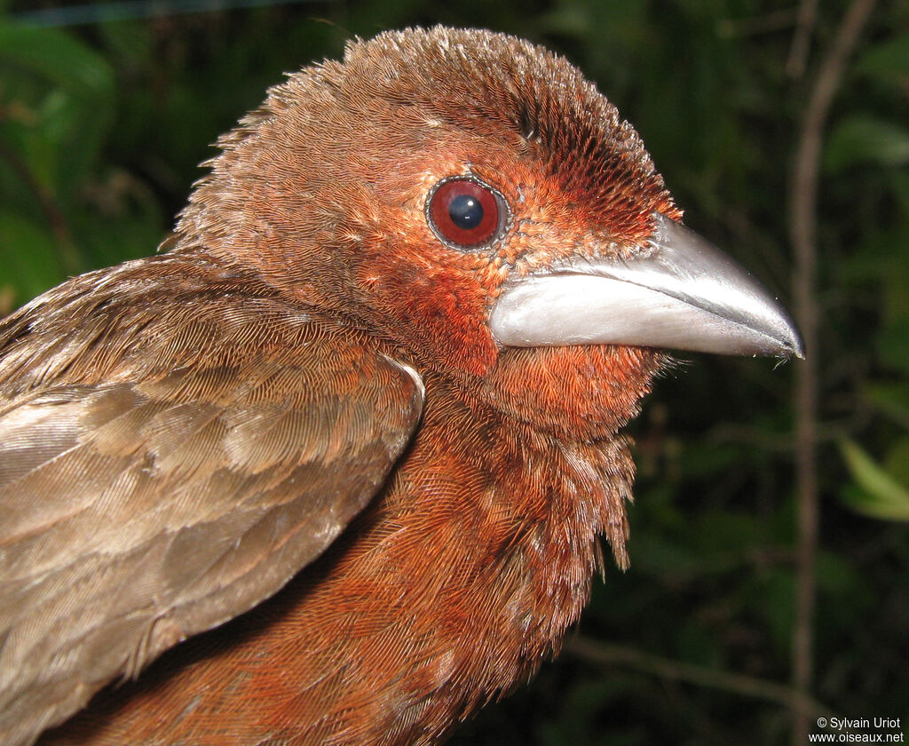 Silver-beaked Tanager female adult