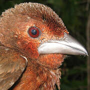 Silver-beaked Tanager