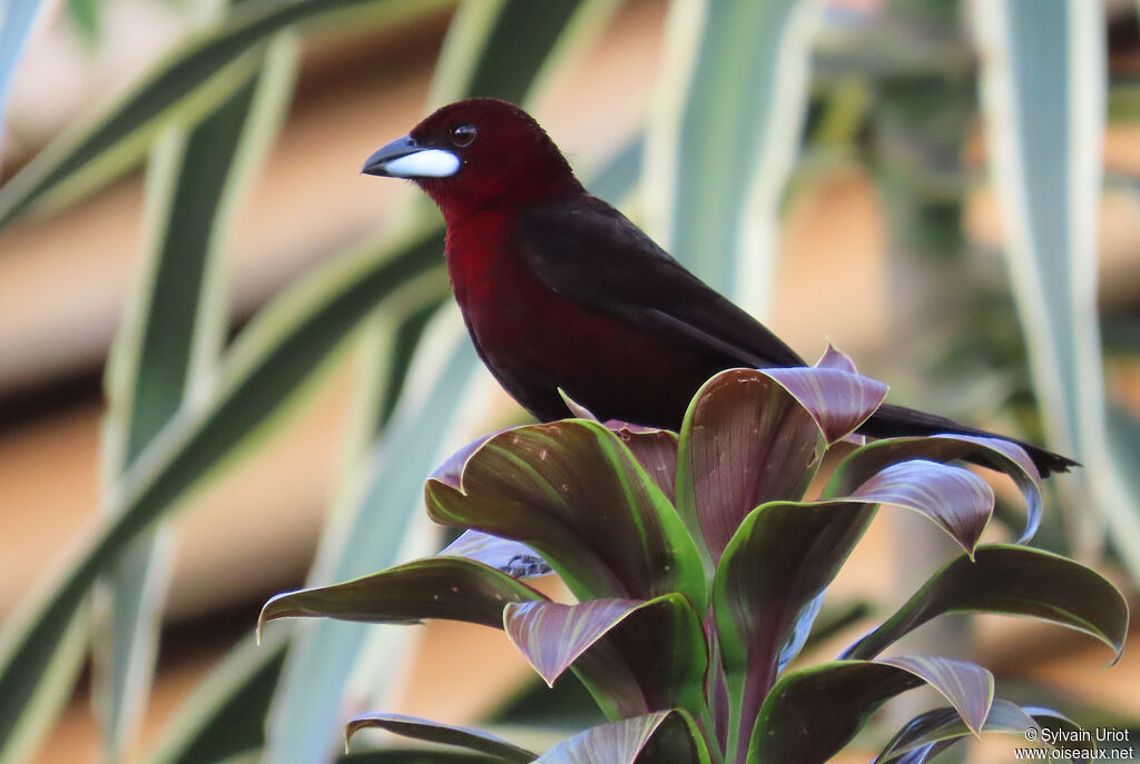 Tangara à bec d'argent