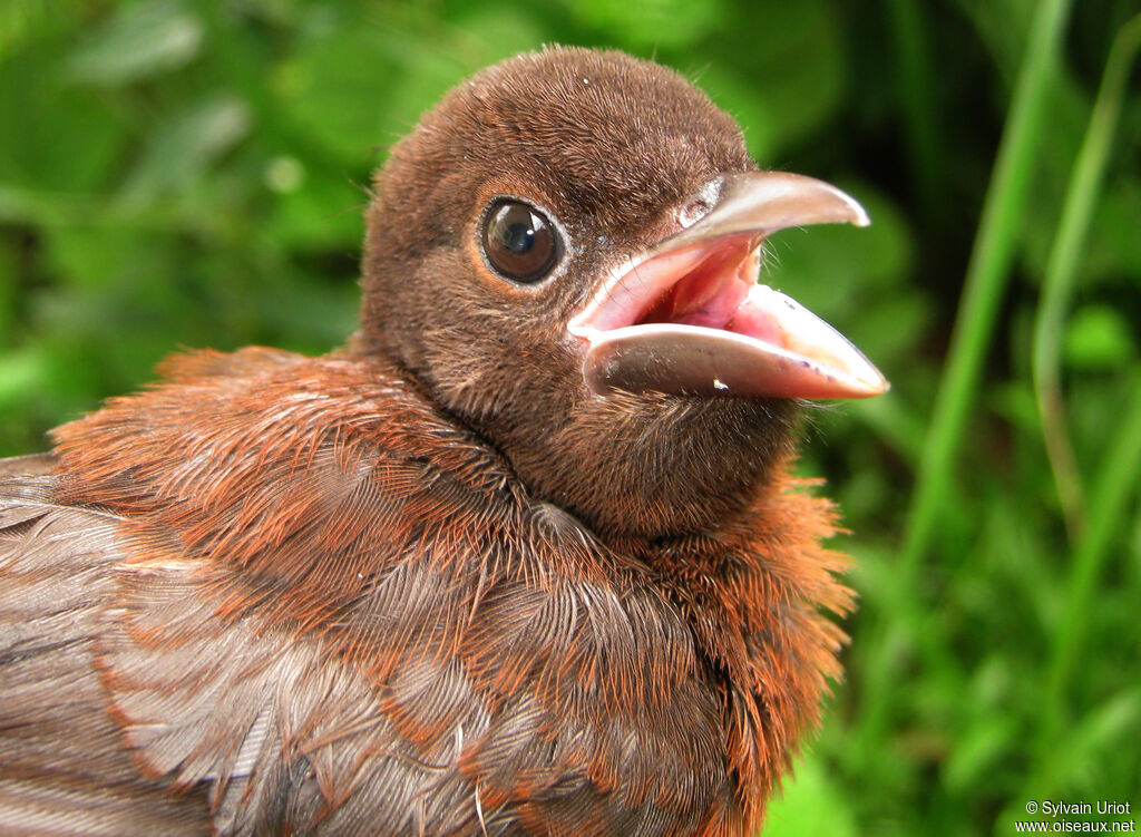 Silver-beaked Tanagerjuvenile