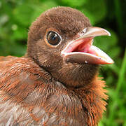 Silver-beaked Tanager