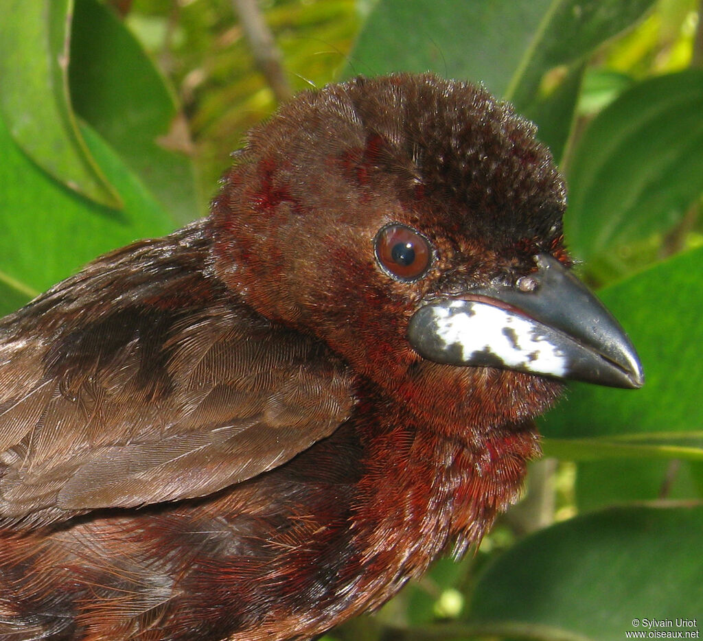 Silver-beaked Tanager male immature