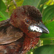 Silver-beaked Tanager