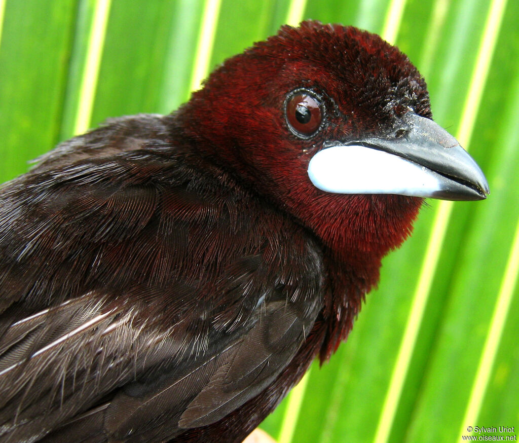 Silver-beaked Tanager male adult