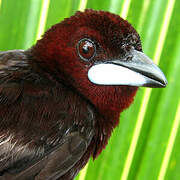 Silver-beaked Tanager