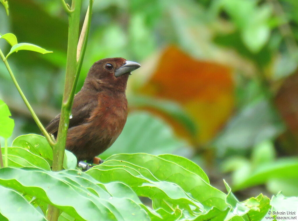 Silver-beaked Tanager female adult