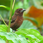 Silver-beaked Tanager