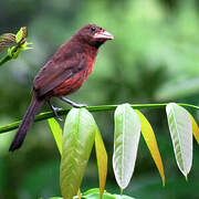 Silver-beaked Tanager