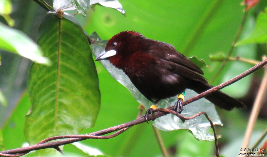 Silver-beaked Tanager male adult