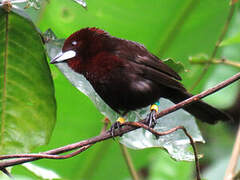 Silver-beaked Tanager