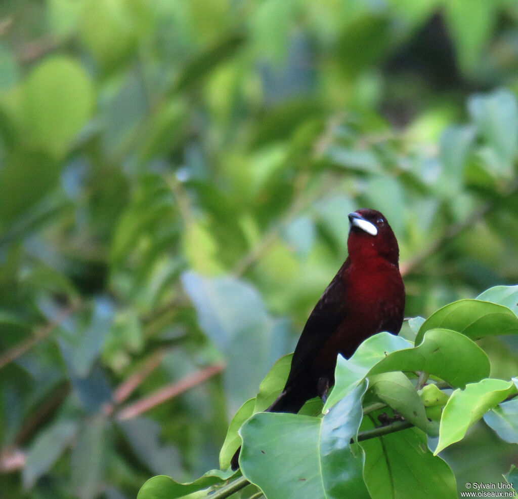 Silver-beaked Tanager male adult