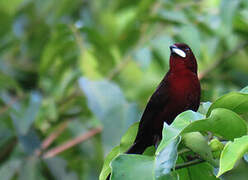 Silver-beaked Tanager