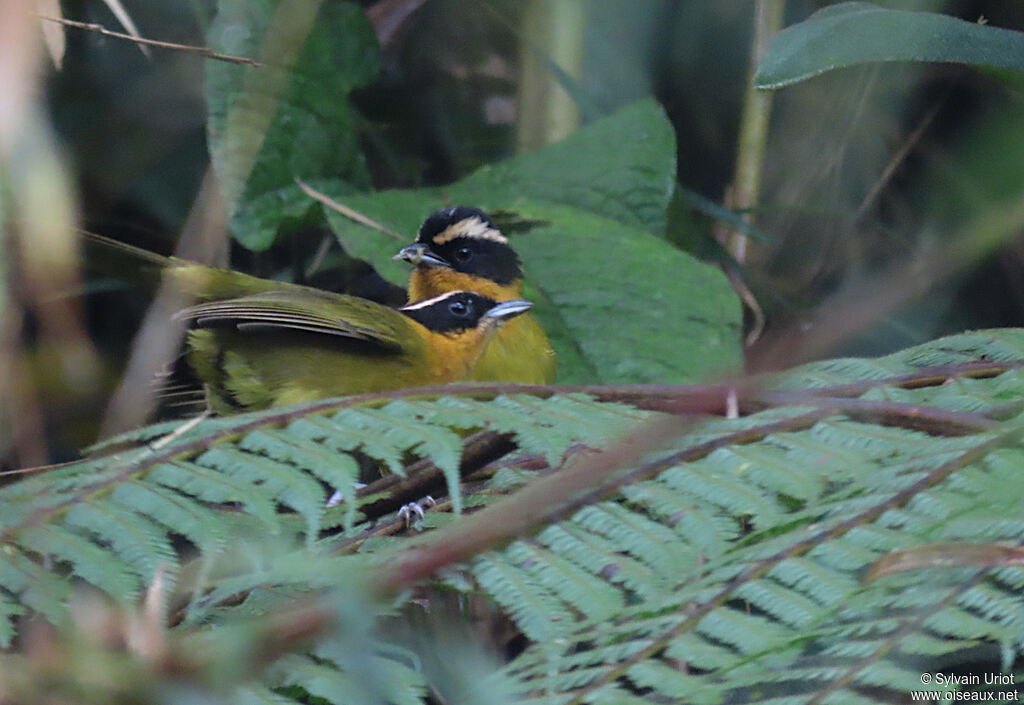 Black-capped Hemispingusadult