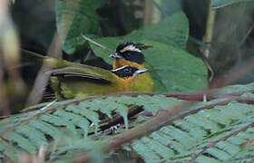 Black-capped Hemispingus