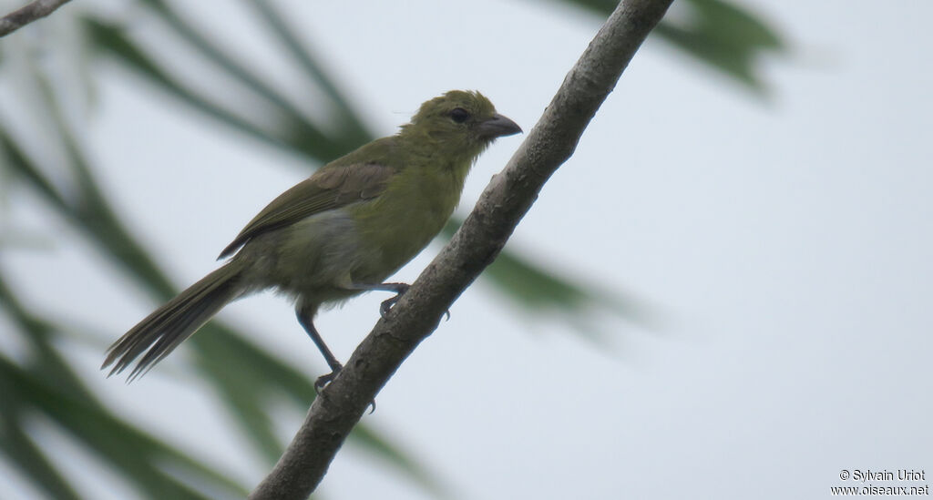 Black-faced Tanagerimmature