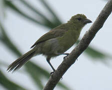 Black-faced Tanager