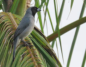 Tangara à camail