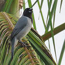 Tangara à camail
