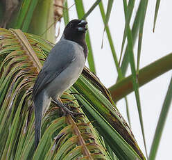 Tangara à camail