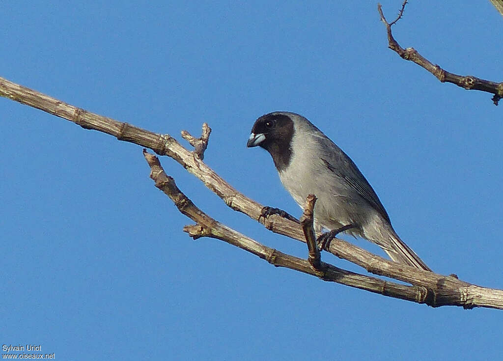 Tangara à camailadulte, identification