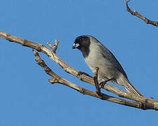 Black-faced Tanager