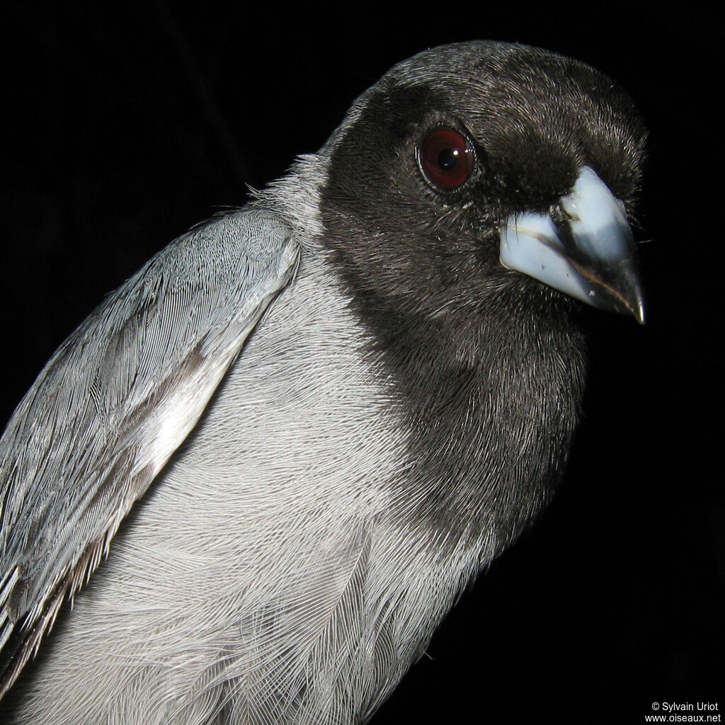 Black-faced Tanageradult