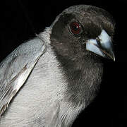 Black-faced Tanager