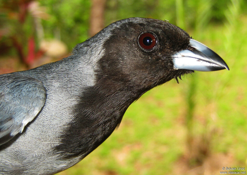 Black-faced Tanageradult