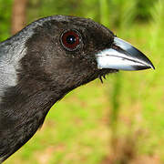 Black-faced Tanager