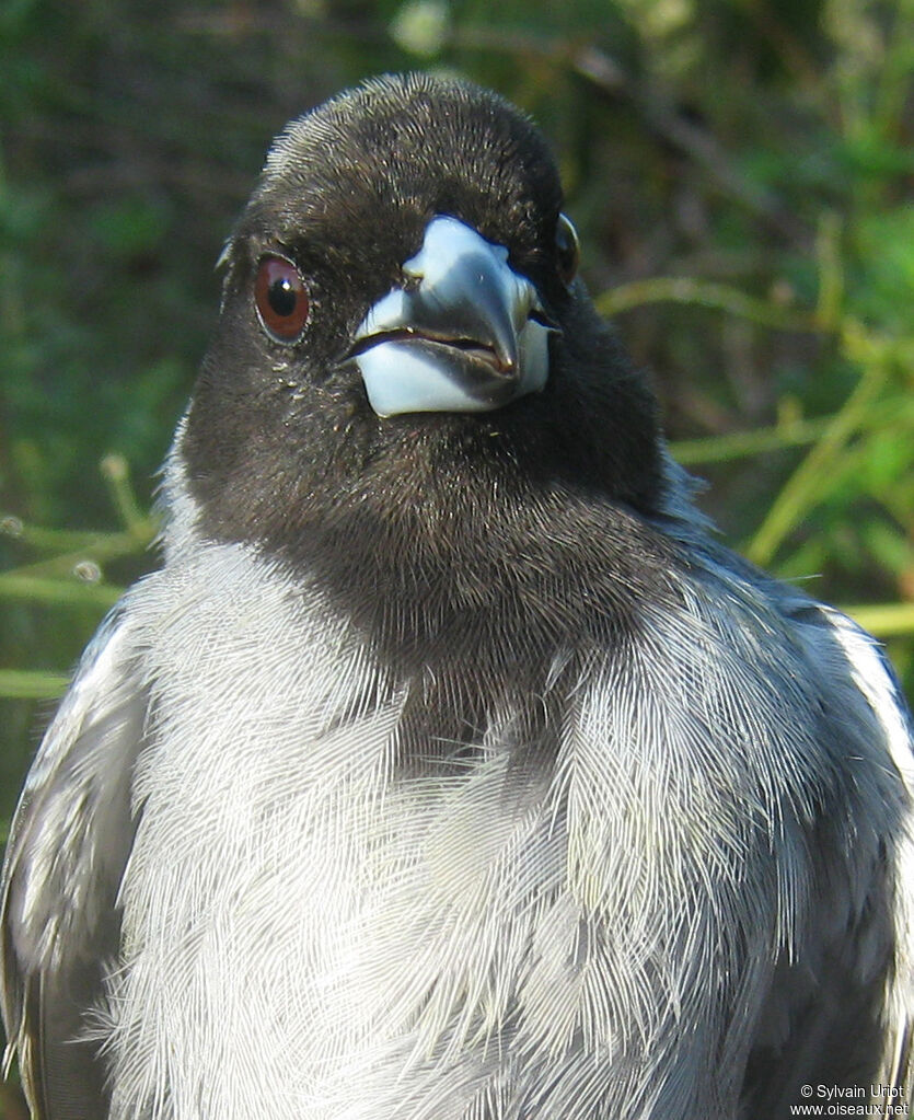 Black-faced Tanageradult