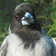 Black-faced Tanager