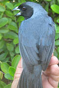 Black-faced Tanager