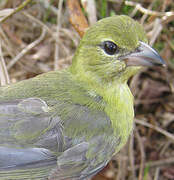 Black-faced Tanager