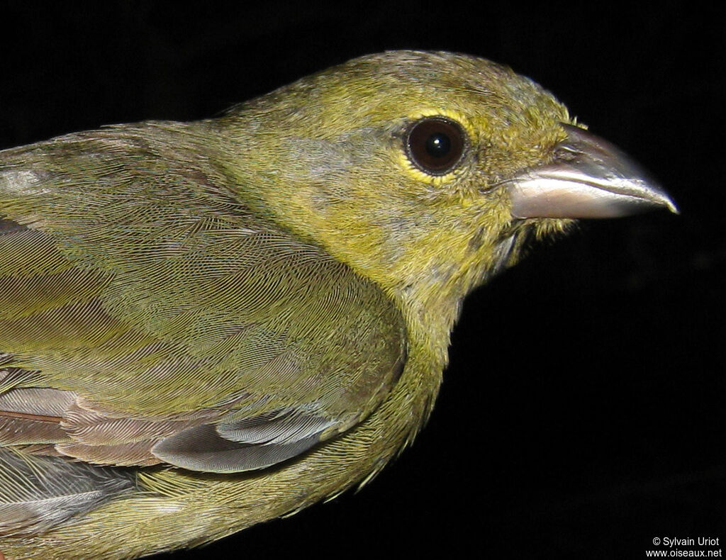 Black-faced Tanagerimmature