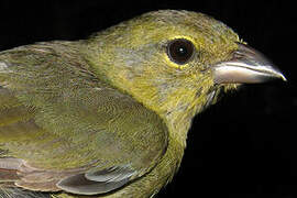 Black-faced Tanager