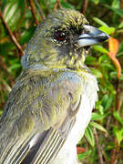 Black-faced Tanager