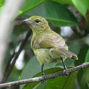 Black-faced Tanager