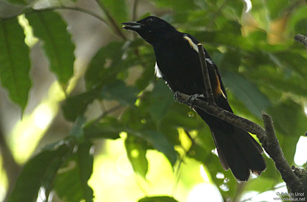 Fulvous-crested Tanager male adult