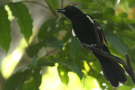 Fulvous-crested Tanager