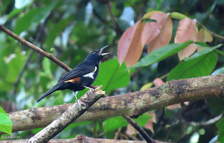 Fulvous-crested Tanager male adult, song