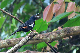 Fulvous-crested Tanager