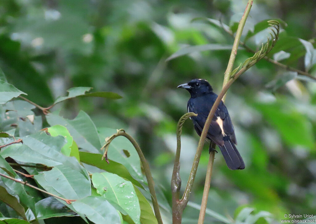 Fulvous-crested Tanager male adult