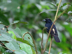 Fulvous-crested Tanager