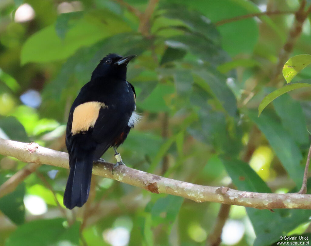 Fulvous-crested Tanager male adult