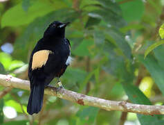 Fulvous-crested Tanager