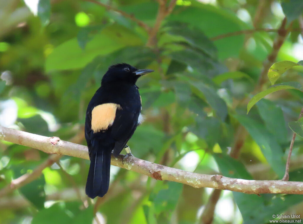 Fulvous-crested Tanager male adult